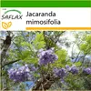 SAFLAX - jacaranda - Jacaranda mimosifolia - 50 Semená - S Náhľad obrázku produktu 8
