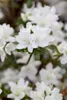 Rhododendron obtusum 'Kermesina Alba', weiß, 20–25 cm Produktbild-Vorschau 3