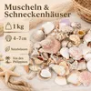 Muscheln und Schneckenhäuser 1 kg ca. 4-7 cm Muschelmix Produktbild-Vorschau 2
