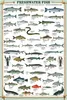 Educational Freshwater Fish - Süsswasserfische Bildung Produktbild-Vorschau 1