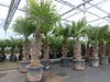 2 Stück im Palmenset Trachycarpus fortunei dicke Stämme 200 Produktbild-Vorschau 6