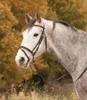 Star Diamond Snaffle Brown Cob Brown Cob Náhled obrázku produktu 1