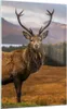 Bilder auf glas - Einteilig - Rehe Wiese Berge - 70x100cm - Produktbild-Vorschau 1