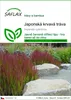 SAFLAX - Japonská krvavá tráva - Imperata cylindrica - 50 Náhled obrázku produktu 1