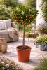 Erdbeerbaum Stämmchen 80–100 cm (Arbutus unedo) – Produktbild-Vorschau 1
