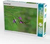 CALVENDO Puzzle Rotes Waldvöglein 2000 Teile Puzzle hoch | Produktbild-Vorschau 2
