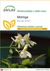 SAFLAX - moringa - Moringa oleifera - 10 Semená Náhľad obrázku produktu 1