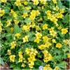 Plants by Frank | 60 Dreiblatt Golderdbeere Pflanzen | Produktbild-Vorschau 3
