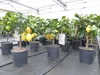Grünwaren: echter Zitronenbaum 50 - 70 cm Zitrone Citrus Produktbild-Vorschau 1