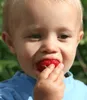 A close-up of a young child eating a strawberry. Produktbild-Vorschau