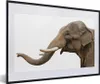 MuchoWow® MuchoWow® Gerahmtes Poster Elefant - Zähne - Weiß Produktbild-Vorschau 1