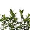 A row of young plants with green leaves and thin stems against a white background. Produktbild-Vorschau