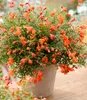 BALDUR Garten 1x Punica 'Uniqa®', Pflanze im 12 cm-Topf, Produktbild-Vorschau 3