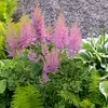 Bloomique - Zestaw 6 sztuk - Astilbe Chinensis Pumila - Podgląd zdjęcia produktu 5