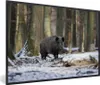 MuchoWow® Gerahmtes Poster Wildschwein - Schnee - Tier Produktbild-Vorschau 1