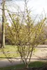 Hamamelis intermedia 'Arnold Promise', Zaubernuss, gelb, Produktbild-Vorschau 3