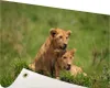 Gartenposter - 120x80 cm - Zwei Welpen im Gras  - Modernes Produktbild-Vorschau 1