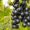 Winorośl Muscat Bleu 2L Podgląd zdjęcia produktu 5
