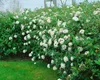 Viburnum burkwoodii, Duft-Schneeball, immergrün, 60–80 cm Produktbild-Vorschau 12