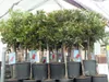 A row of potted plants with red flowers and green leaves, likely in a nursery or garden center. Náhled obrázku produktu