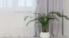 A white potted plant sits in front of a light gray curtain next to a sheer white curtain. Produktbild-Vorschau