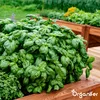 Kräutersamenpaket - 22 kulinarische Arten- Organifer Produktbild-Vorschau 4