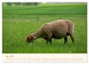 Coburger Fuchsschaf (Wandkalender 2027 DIN A2 quer), Produktbild-Vorschau 8