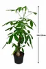 Pachira aquatica 100–120 cm – kasztan szczęścia, roślina Podgląd zdjęcia produktu 5