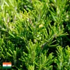 Olio di rosmarino, 1 kg, 1 litro, 1000 ml - 100% essenza Anteprima dell’immagine prodotto 3