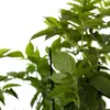 A close-up view of green leaves and stems of a plant against a white background. Produktbild-Vorschau