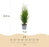 Green boutiQ - Haagplanten - Thuja occidentalis Smaragd - Voir les images du produit 3