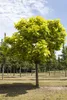 Catalpa bignonioides, Trompetenbaum, 40–60 cm, ca. 12 cm Produktbild-Vorschau 1