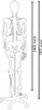 Anatomie Modell Skelett mit Knochen Körper Skeleton Produktbild-Vorschau 7