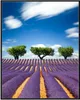 Wallario Wandbild Abstraktes lila Blumenfeld mit Lavendel, Produktbild-Vorschau 1