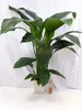 [Palmenlager] - XL Spathiphyllum "Sensation" - Einblatt ca. Produktbild-Vorschau 3