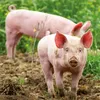 Wandkalender 2027 Schweinchen / Piggies 30x30 cm mit Extra Produktbild-Vorschau 7