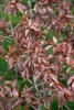 Prunus spinosa, Schlehdorn, 60–100 cm, dornig, heimisch Produktbild-Vorschau 10
