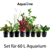 Pflanzen Set für 60l Aquarien mit 8 Topf Aquarium Produktbild-Vorschau 2
