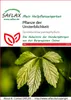 SAFLAX - Pflanze der Unsterblichkeit - Gynostemma Produktbild-Vorschau 10