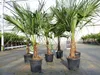 Trachycarpus fortunei 140–170 cm Palma konopna, odporna na Podgląd zdjęcia produktu 3