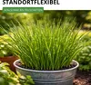Schnittlauch Medium Leaf Samen - Allium schoenoprasum - Produktbild-Vorschau 8