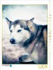 Calvendo Ein Motiv aus dem Kalender Huskies - Artwork 1000 Produktbild-Vorschau 3