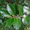 2 plants de houx (Ilex meserveae 'Blue Prince') | 40-60 cm, Voir les images du produit 1