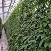 Sichtschutzhecke Lonicera henryi - Immergrünes Geißblatt Produktbild-Vorschau 5