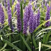 6 x Leliegras - Liriope muscari 'Super Blue' | Pot van 9cm Productafbeelding-voorbeeld 1
