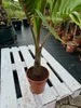 Flaschenpalme 80-120 cm Hyophorbe lagenicaulis Zimmerpalme Produktbild-Vorschau 3