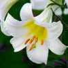 Winterharde dahlia-bollen, meerjarig - Collectie Productafbeelding-voorbeeld 3