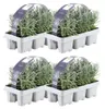 Plants by Frank | 24 Blauer Duft-Lavendel Pflanzen | Produktbild-Vorschau 1