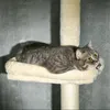PawHut Arbre à chat hauteur réglable de 230 à 260 cm tour Voir les images du produit 8