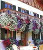 BALDUR Garten 3er Hänge-Petunien-Mix 'AlpeTunia®', Pflanzen Produktbild-Vorschau 3